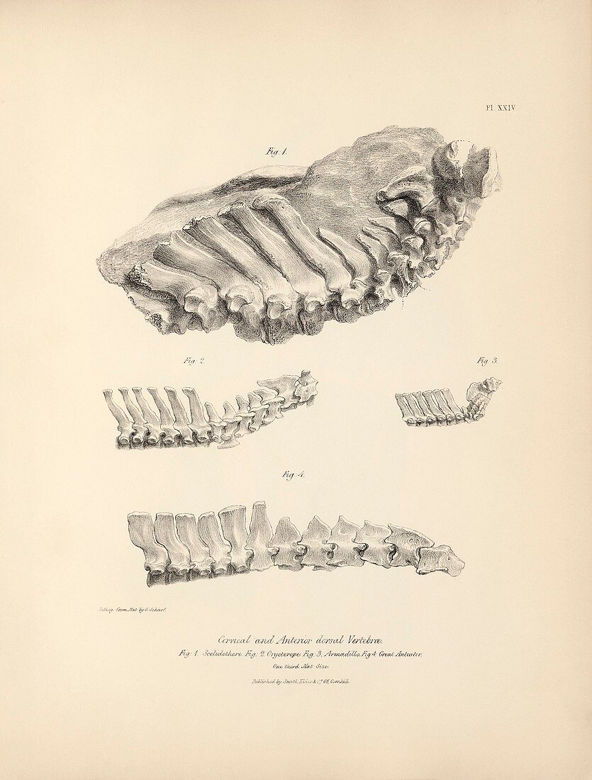 Prehistoric and modern mammal vertebrae, 19th century