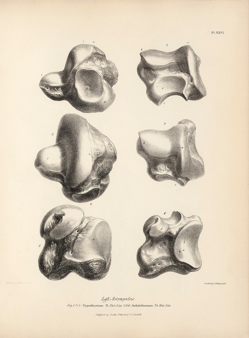 Ground sloth prehistoric mammal fossils, 19th century