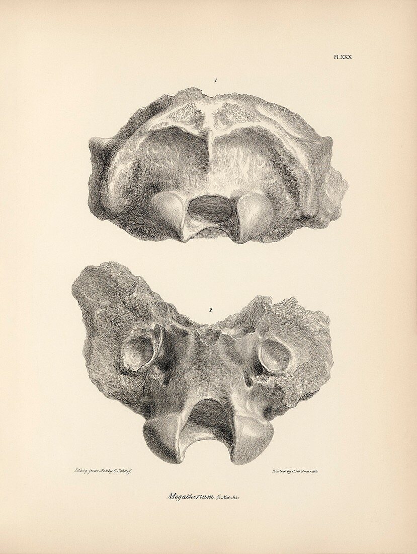 Megatherium prehistoric mammal fossils, 19th century