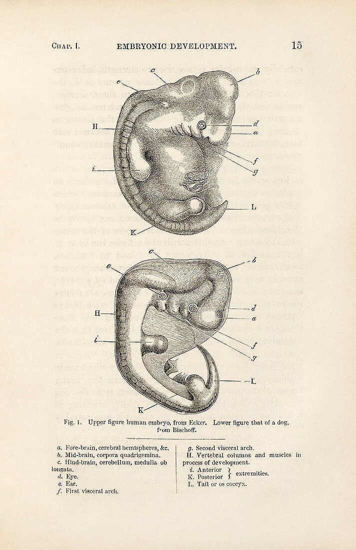 Darwin on embryonic development, 1871