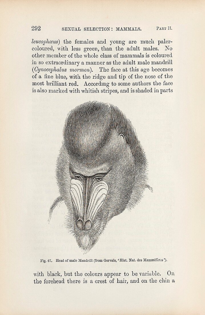 Darwin on sexual selection in primates, 1871