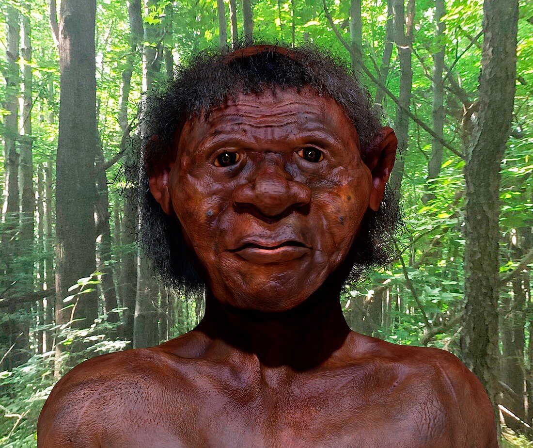 Homo floresiensis, illustration