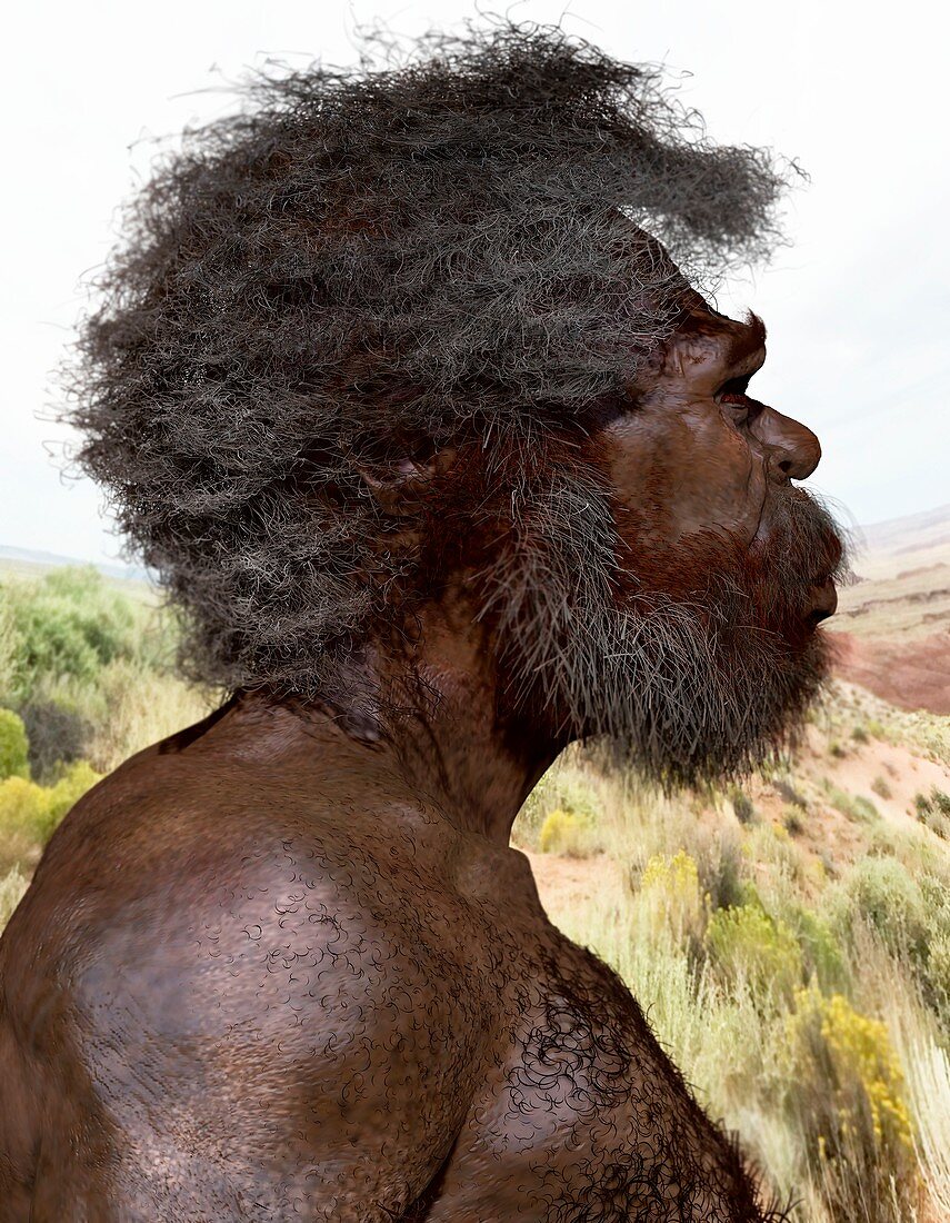 Homo sapiens (Jebel Irhoud), illustration