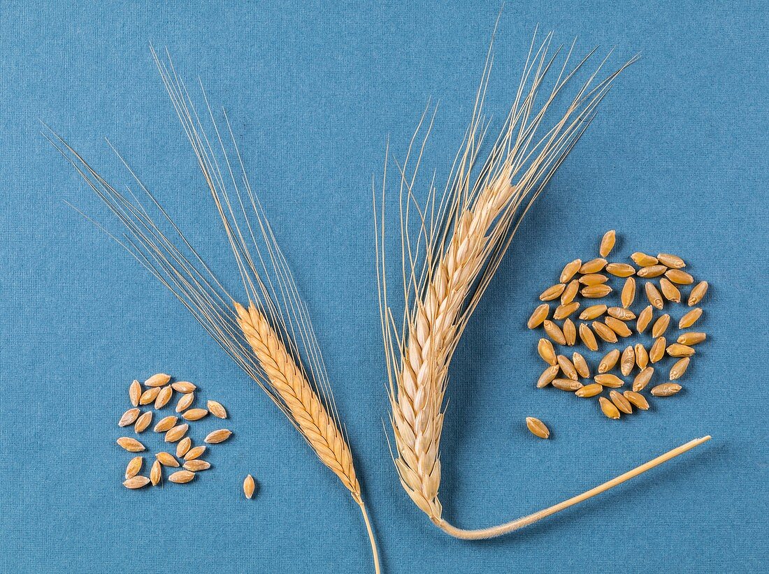 Einkorn and durum wheat