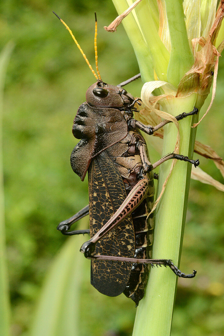 Tropical Grasshopper