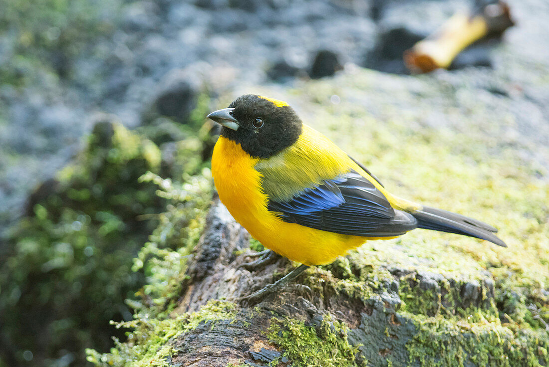 Black-chinned mountain tanager