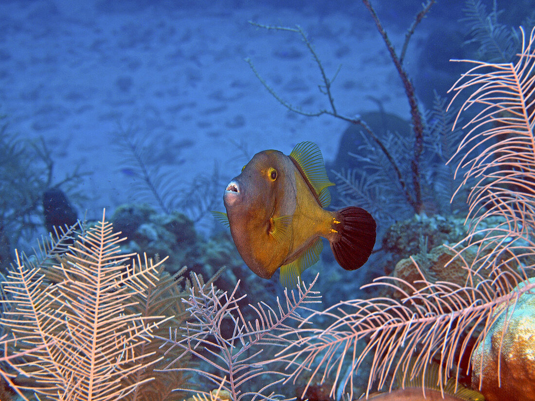 Whitespotted Filefish (Cantherhines macrocerus)