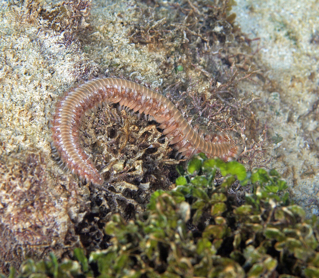 Bearded Fireworm (Hermodice carunculata)