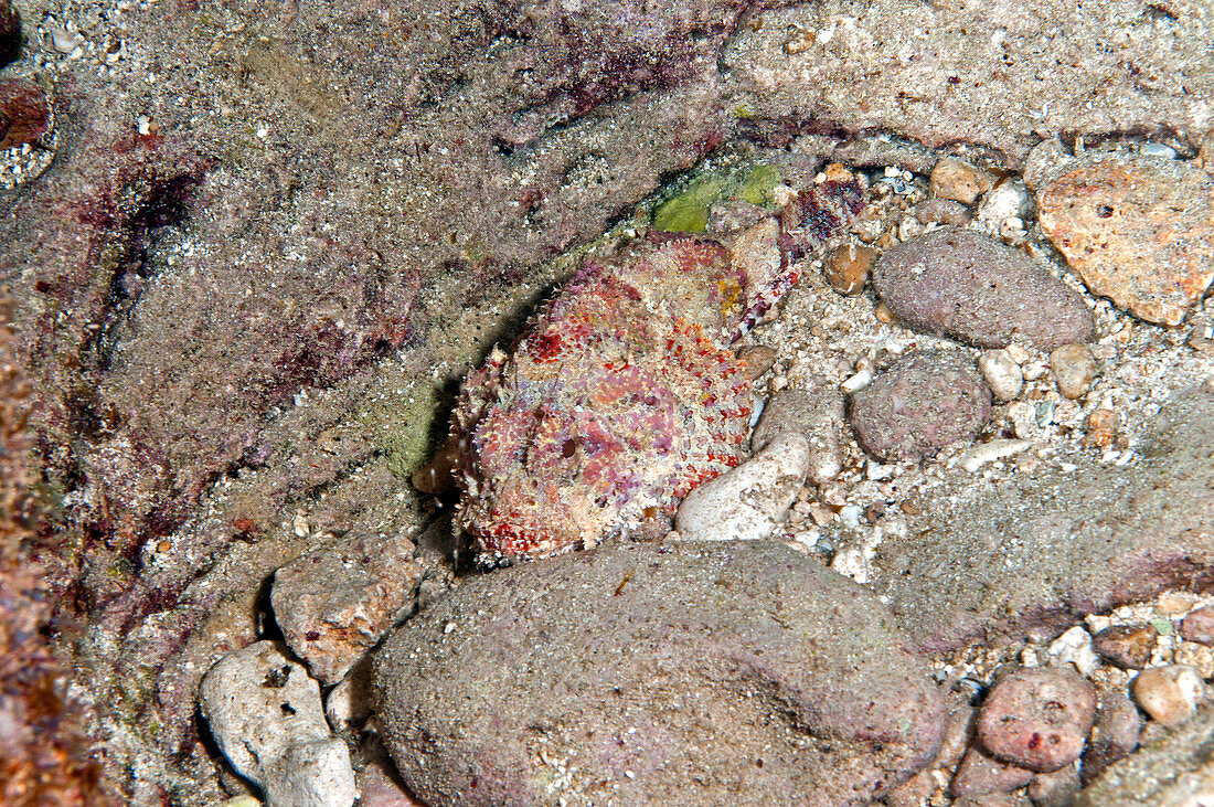 Spotted Scorpionfish (Scorpaena plumieri)