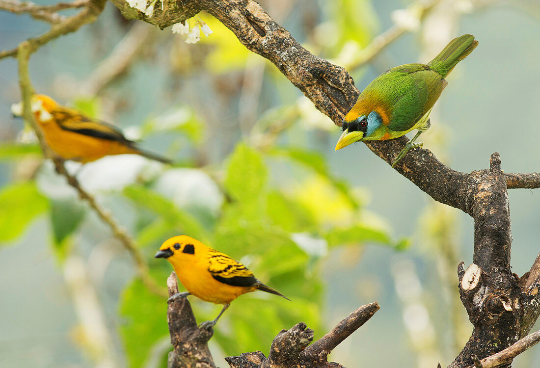 Red-headed barbet and golden tanagers