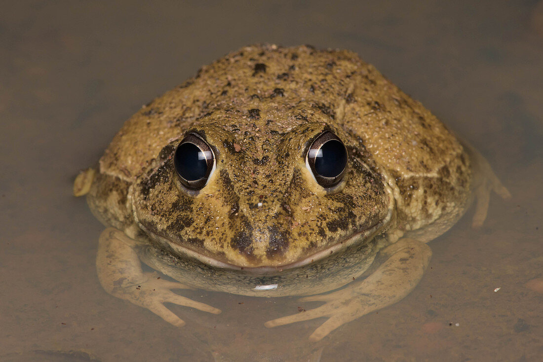 Eastern Snapping Frog