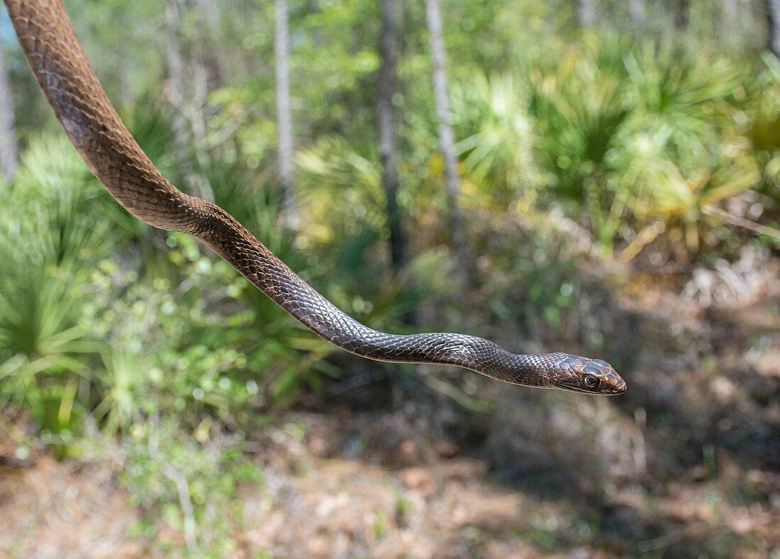 Eastern Coachwhip Snake