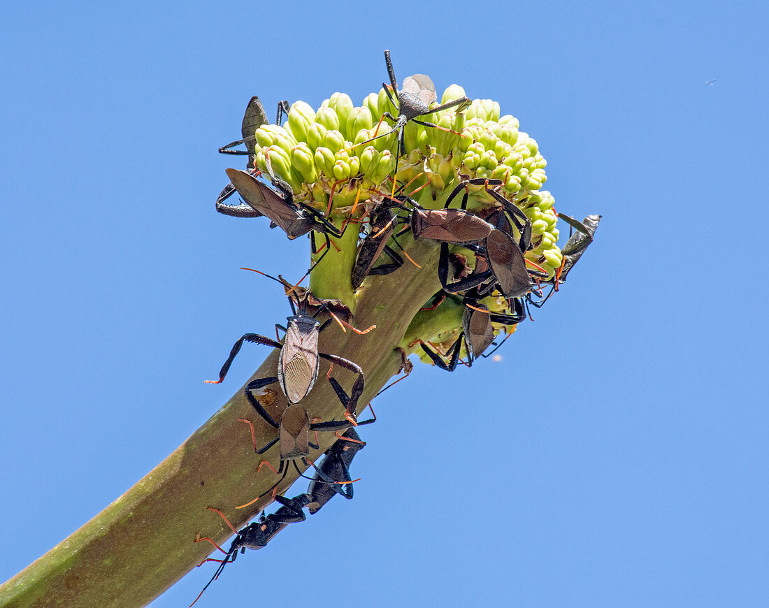 Leaf-footed Bugs