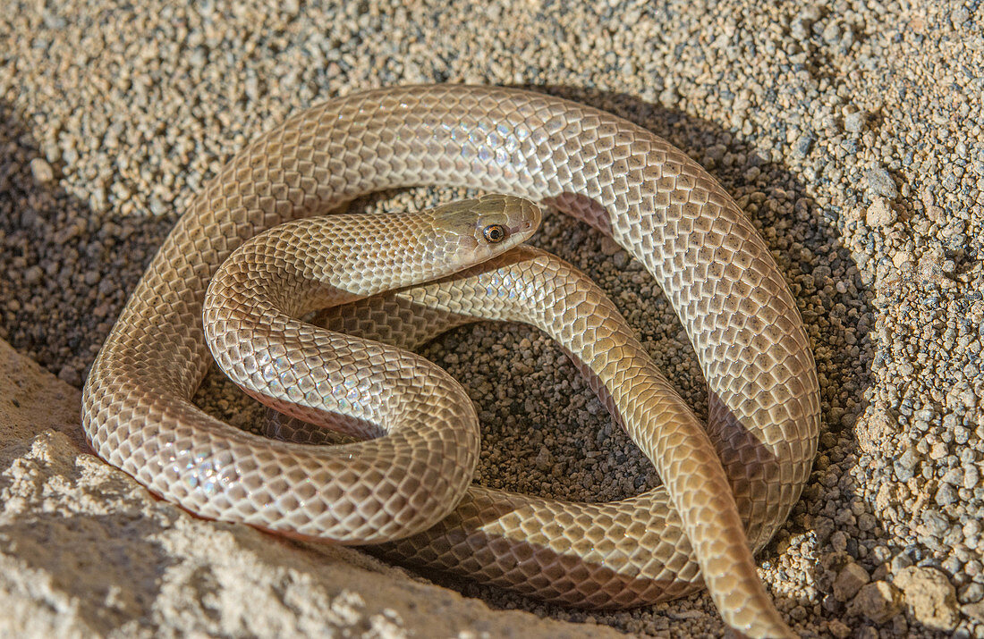 Great Plains Ground Snake