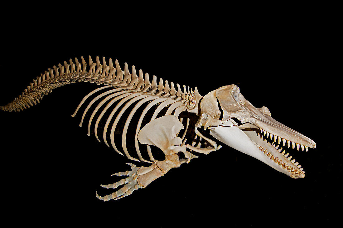 Orca Killer Whale Skeleton