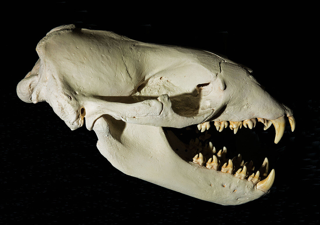 Leopard Seal Skull