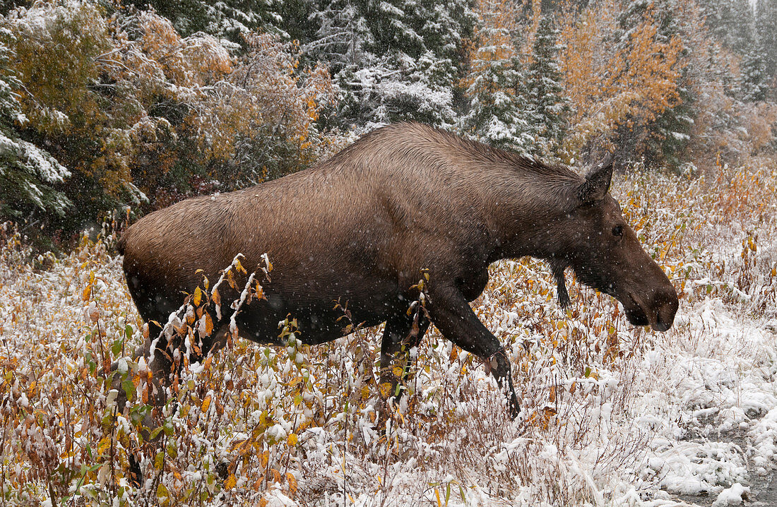 Moose near Highway