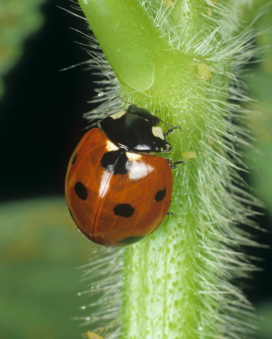 Seven spotted ladybird