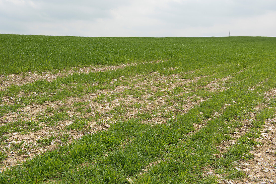 Rabbit damage to oat crop