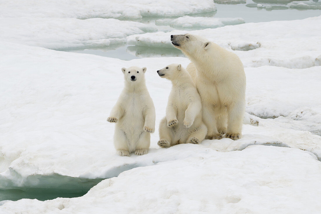 Polar Bear Female with Cubs