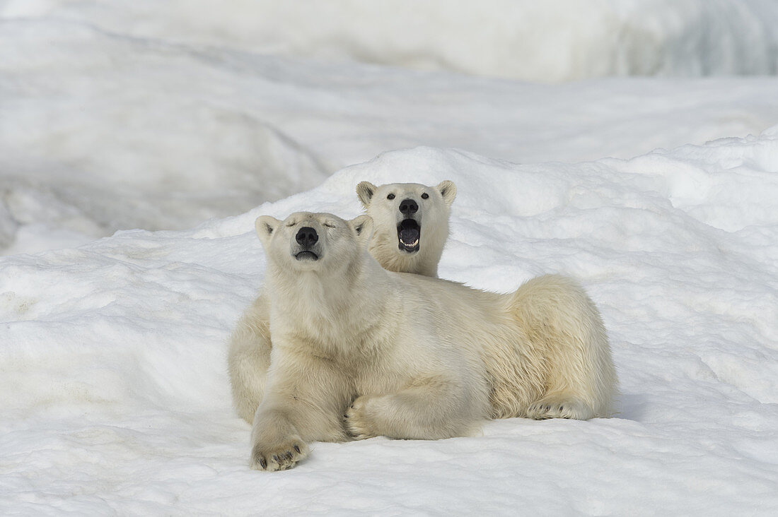 Polar Bear with Large Cub