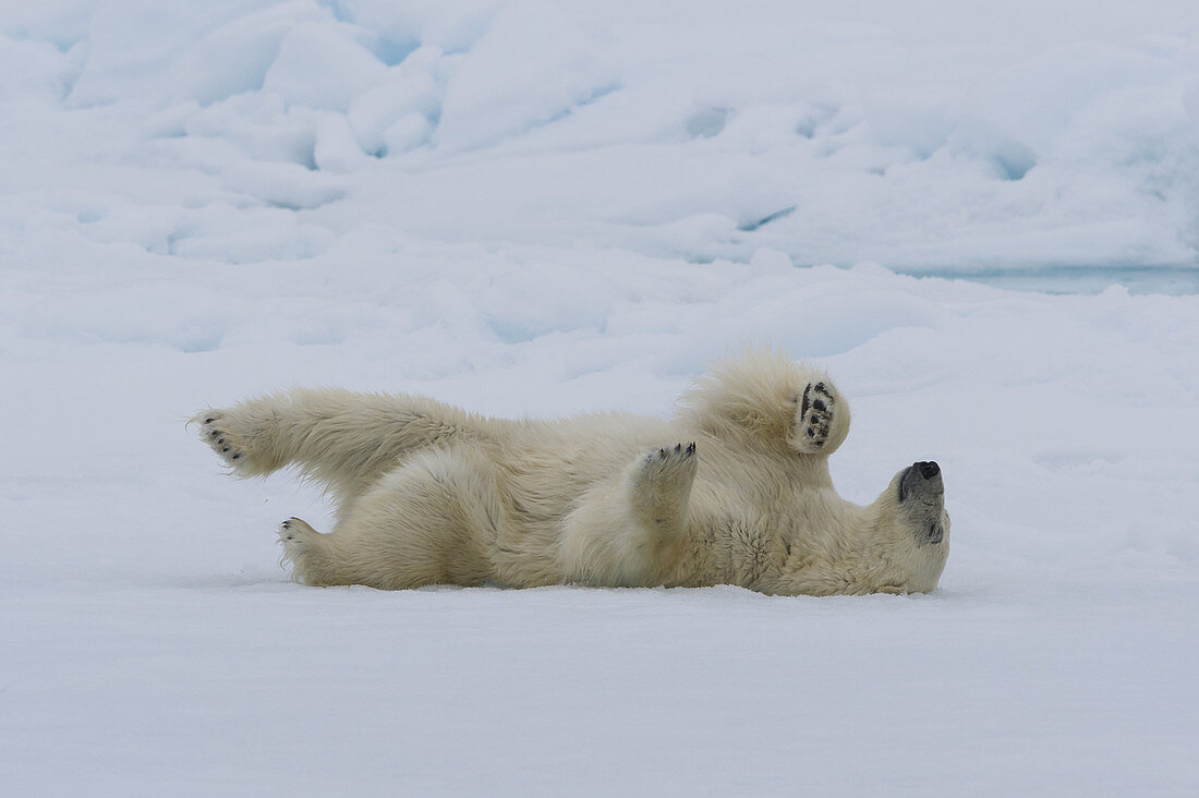 Polar Bear Rolling in Snow