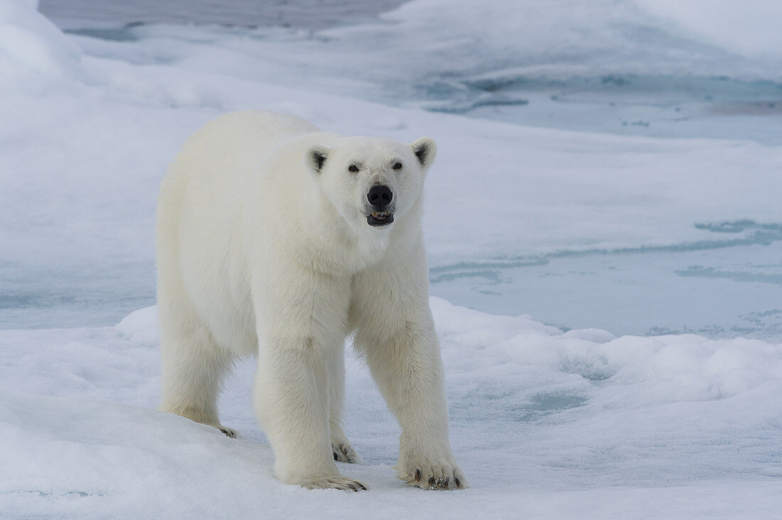 Polar Bear on Pack Ice