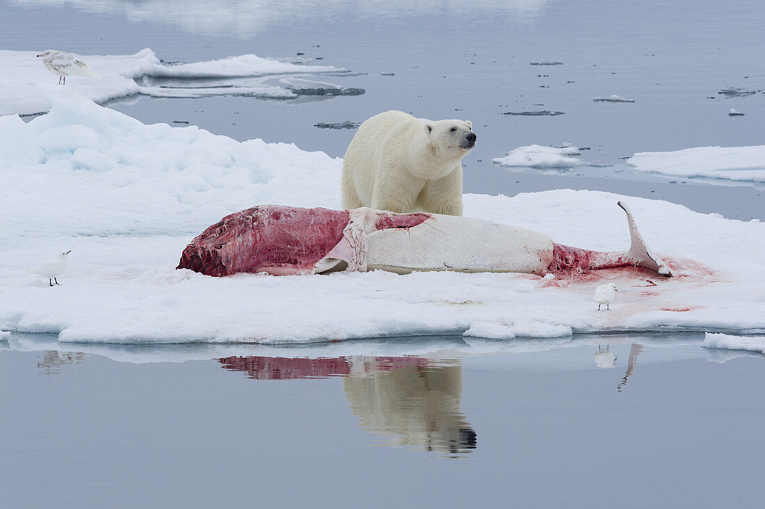 Polar Bear Feeding on Dead Beluga Whale