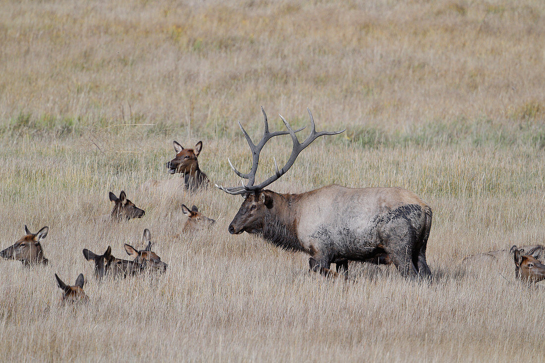 Rocky Mountain elk (Cervus canadensis nelsoni)