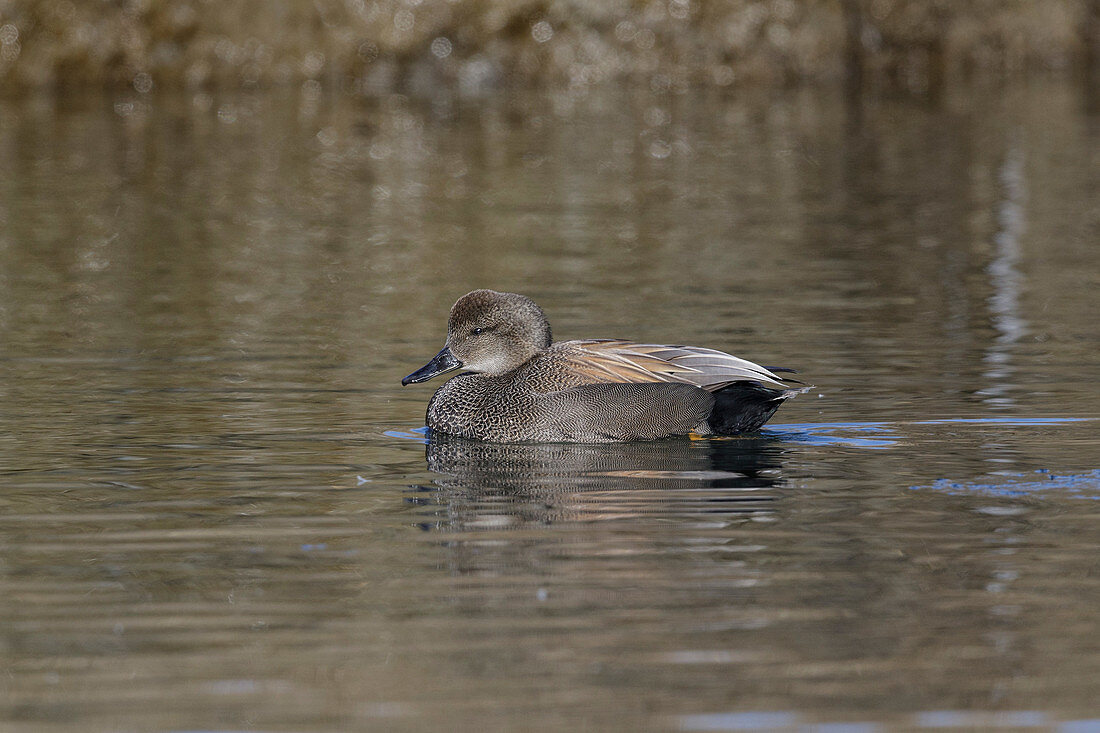 Gadwall (Anas strepera)