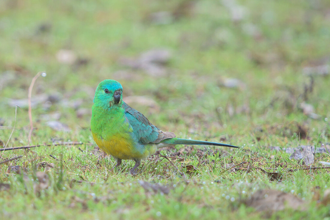 Red-rumped Parrot