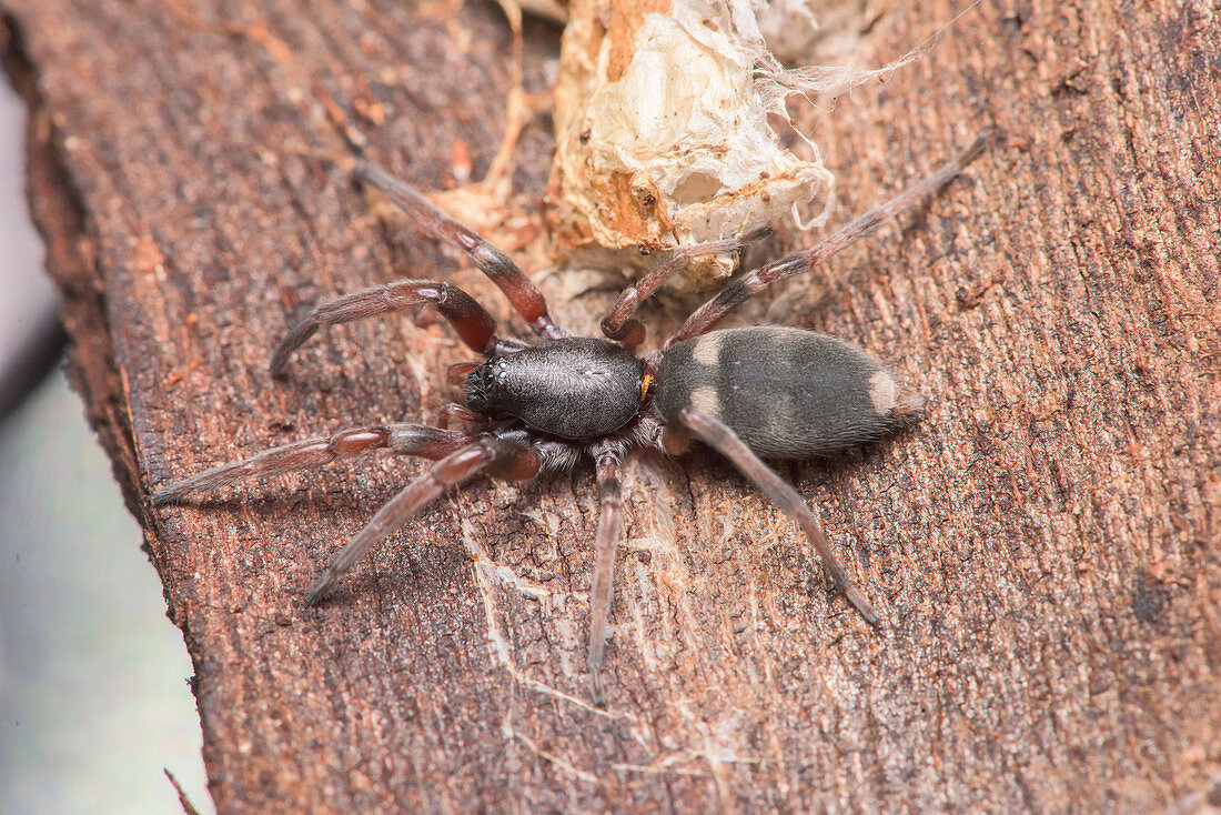 White-tailed Spider