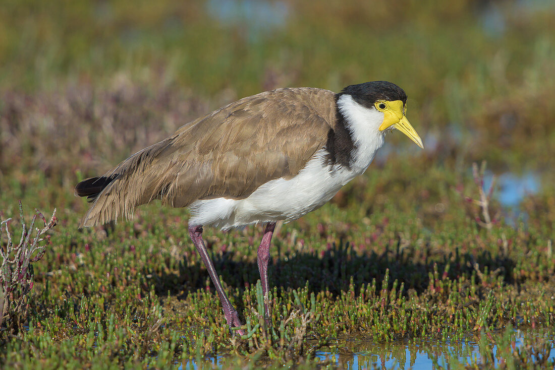 Masked Lapwing