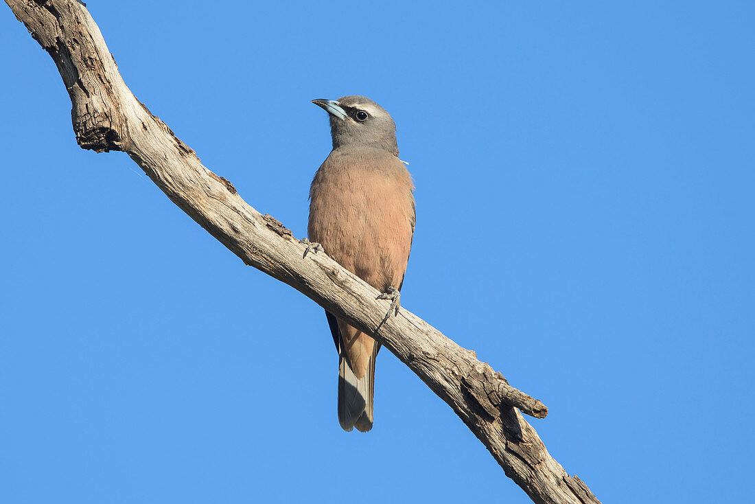 White-browed Woodswallow