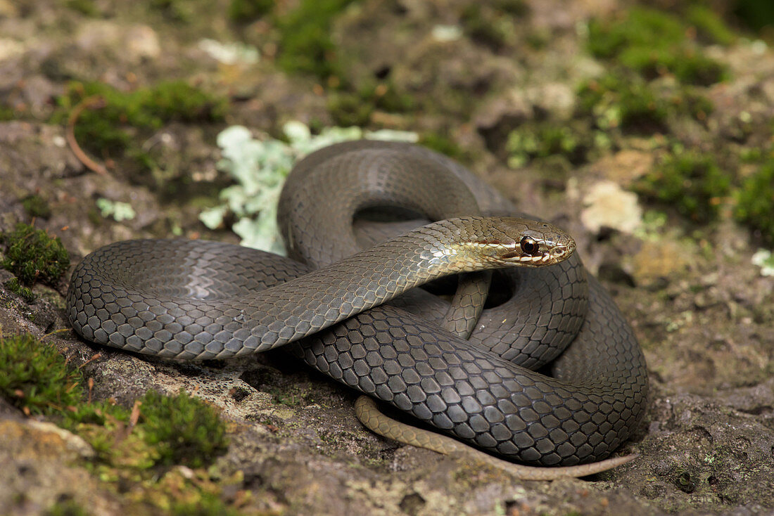 Black-bellied Swamp Snake