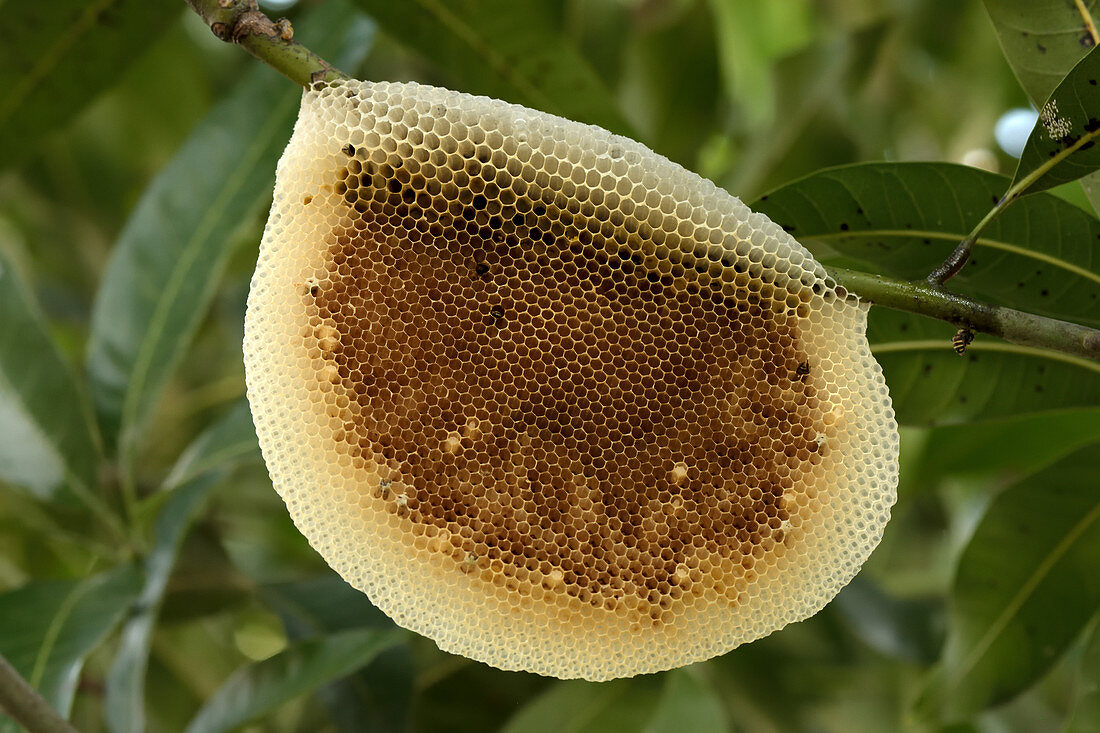 Dwarf Honeybee Hive