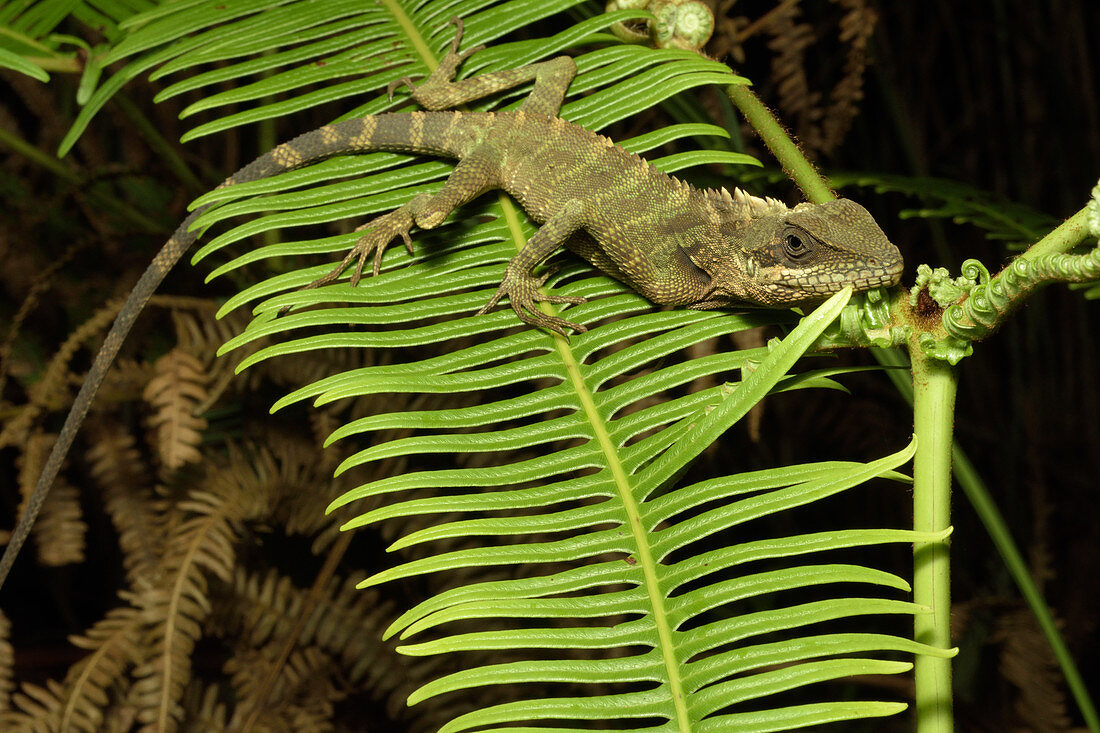 Robinson's Anglehead Lizard