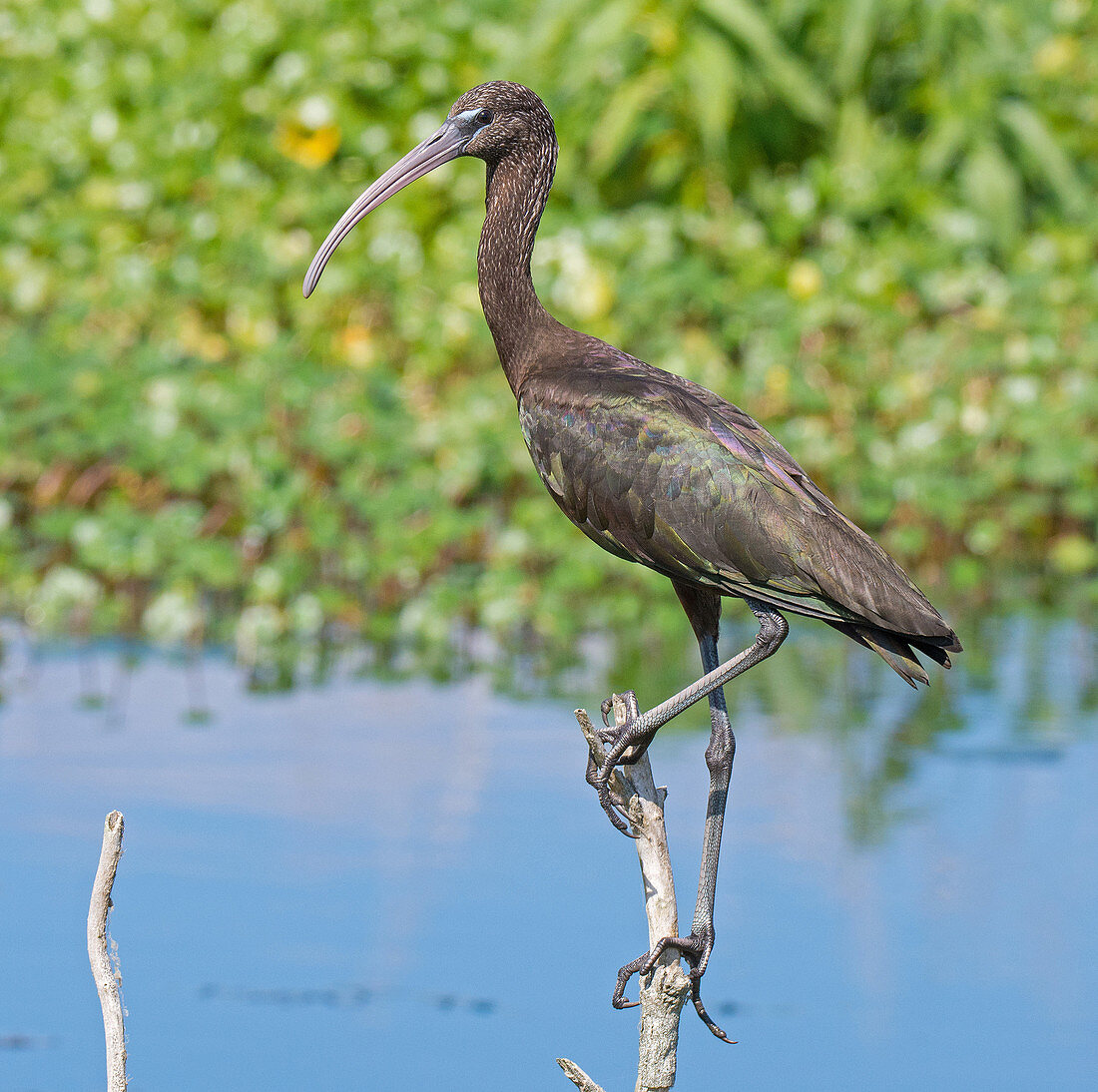 Glossy Ibis