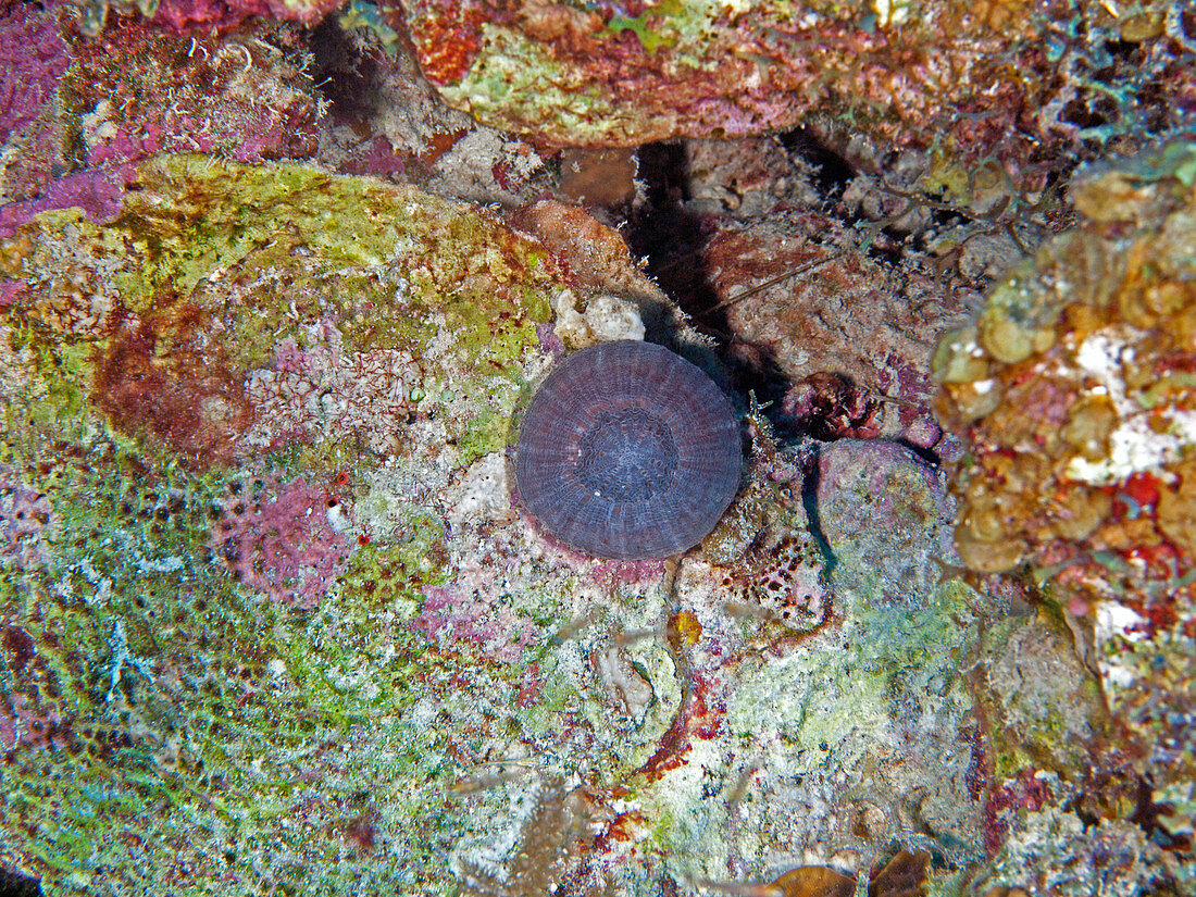 Solitary Disk Coral, Scolymia wellsi