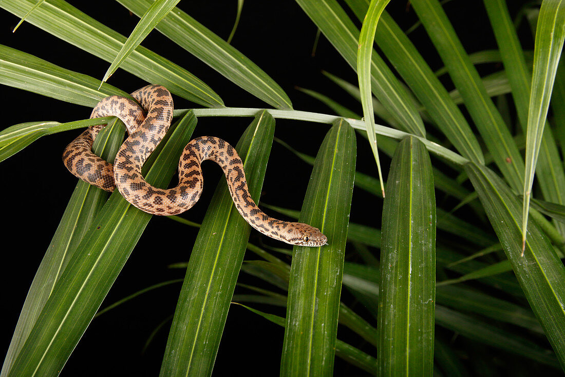 Spotted Python (Antaresia maculosa) on Palm
