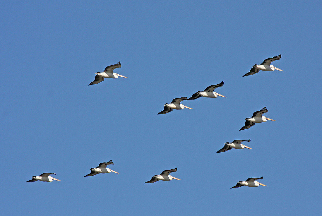 Australian Pelicans in flight
