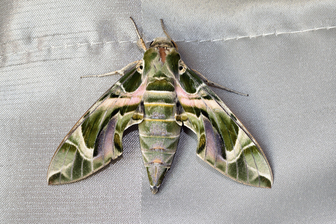 Oleander Hawk Moth