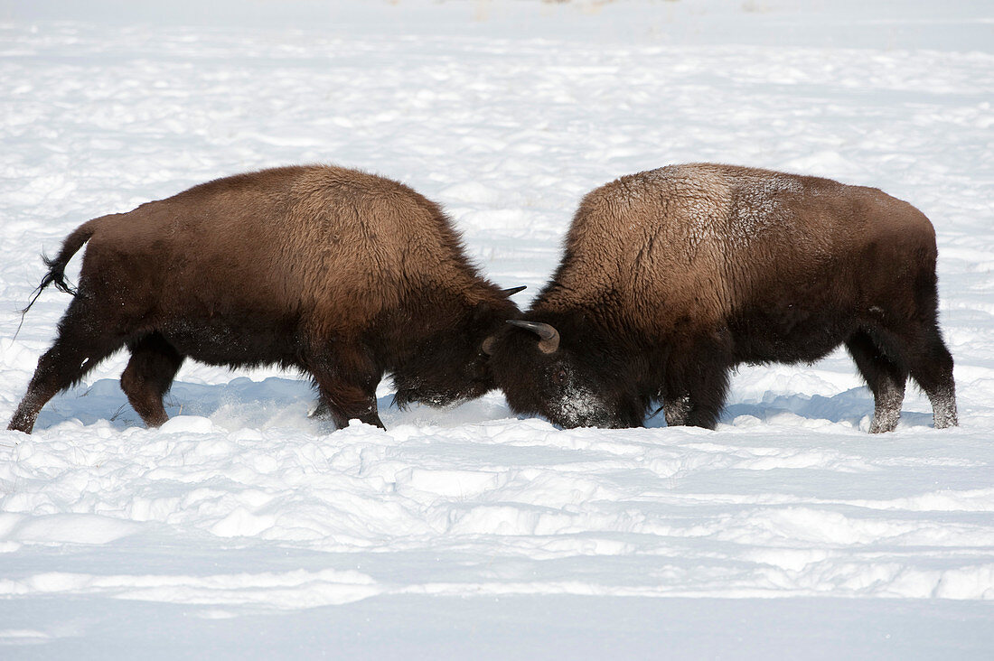 Bison Sparring, Yellowstone