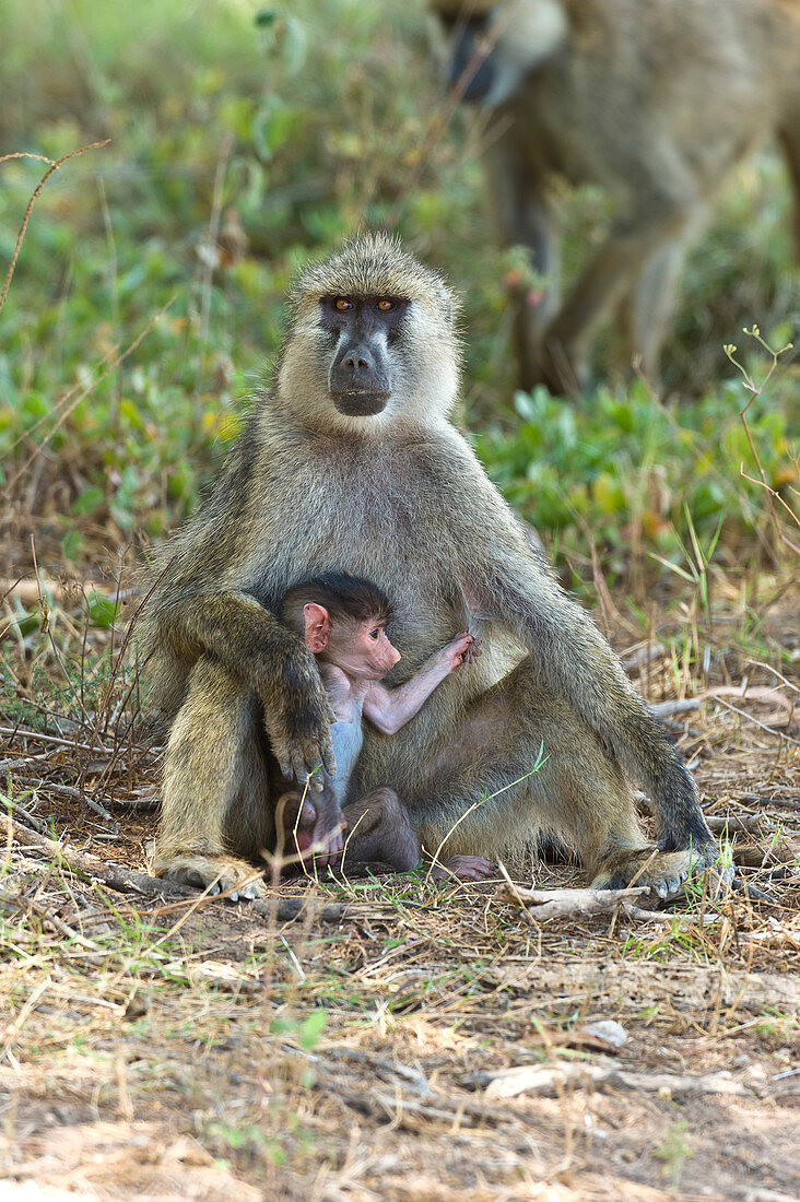 Yellow Baboon and Baby