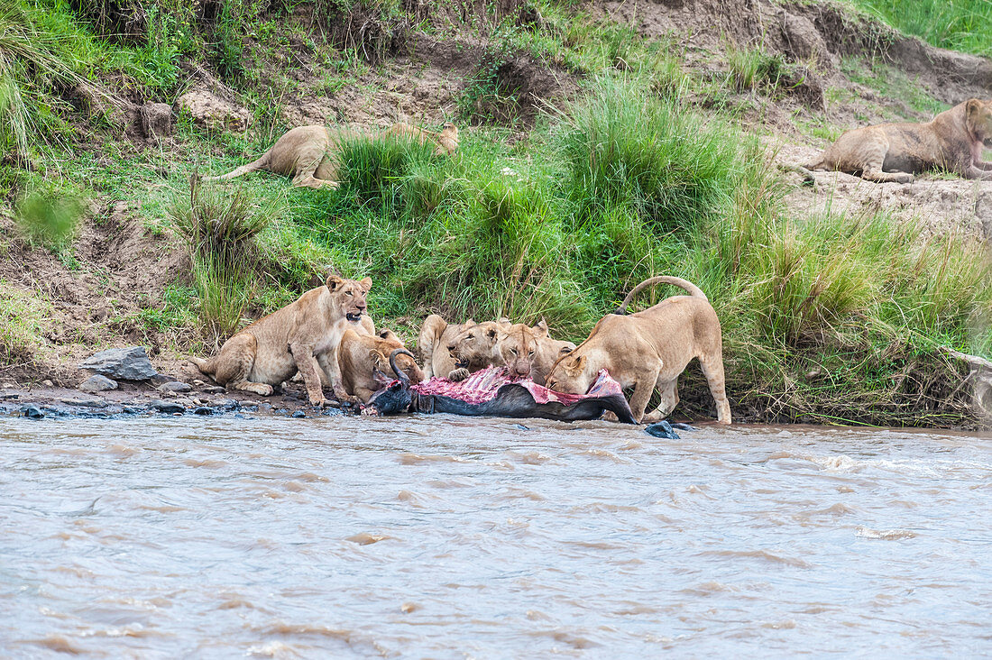 Lions Eating Wildebeest