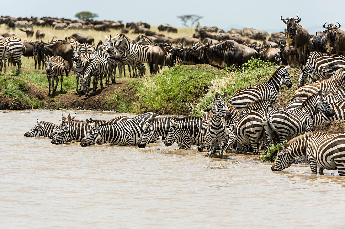 Zebra Herd Drinking, Kenya