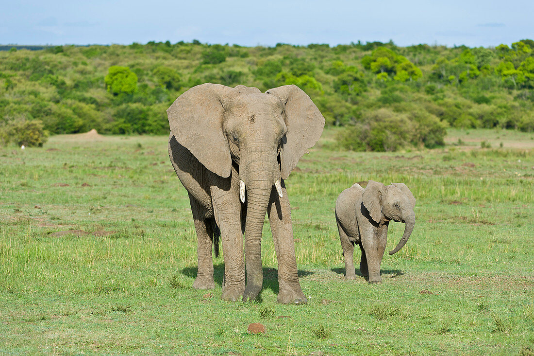 African Elephant and Young
