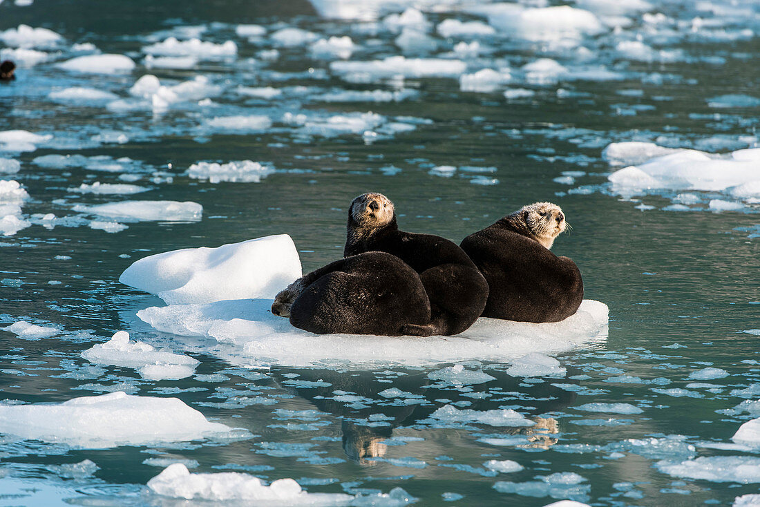 Sea Otters, Alaska