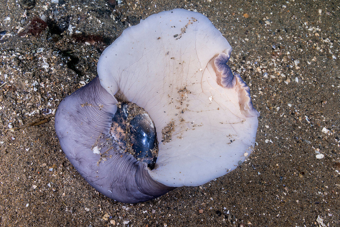 Moon Snail with Clam
