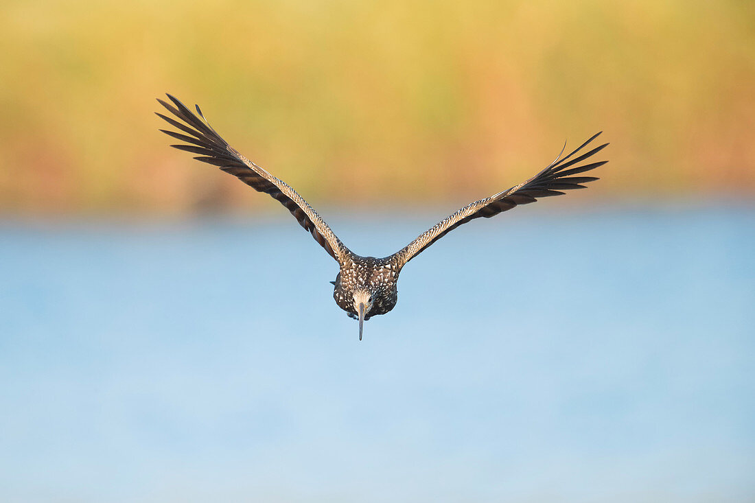 Limpkin